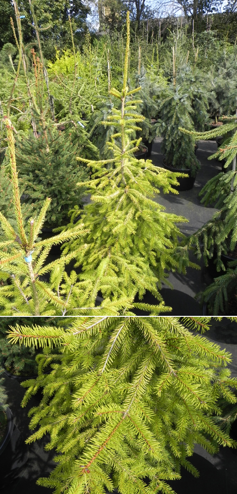 Picea abies 'Brobeck’s Gold'